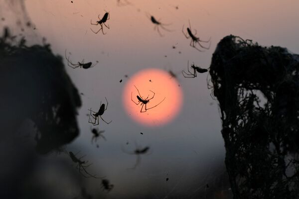 O amanhecer visto em segundo plano, enquanto o foco principal da câmera é dado a aranhas que cobrem arbustos com sua teia, área do lago Vistonida - Sputnik Brasil