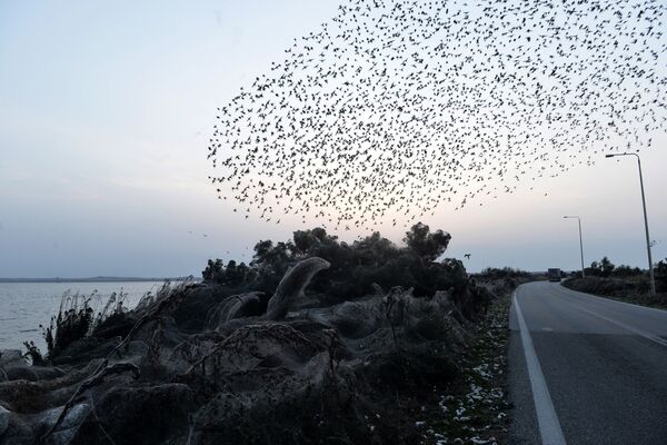 Bando de pássaros sobrevoa floresta coberta por teia de aranha à beira do lago grego - Sputnik Brasil