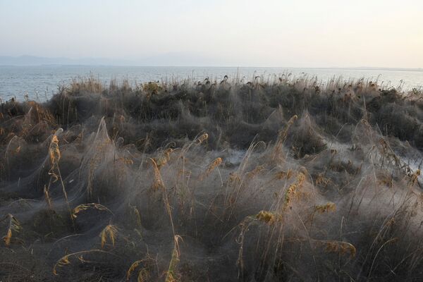 Ao redor do lago grego, a vegetação é pouco vista, pois permanece coberta por uma camada densa de teia de aranha - Sputnik Brasil