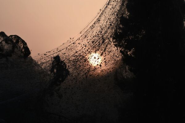 Rara imagem que mostra teia de aranha extremamente fina com o pôr do sol no segundo plano - Sputnik Brasil