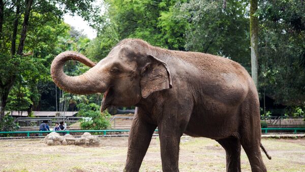Filhote de elefante no Zoológico Ragunan de Jacarta, Indonésia - Sputnik Brasil