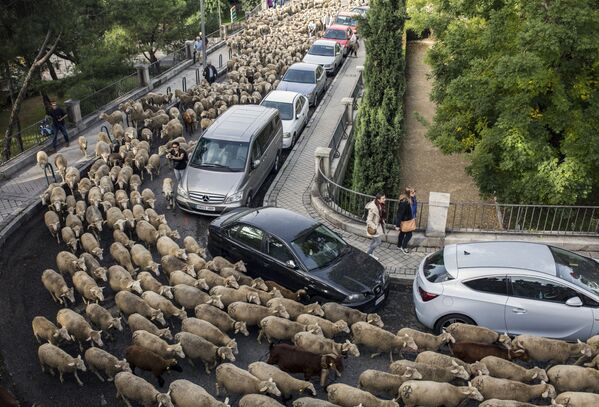 Transumância anual de ovelhas através das ruas de Madri, a chamada Fiesta de la Trashumancia - Sputnik Brasil
