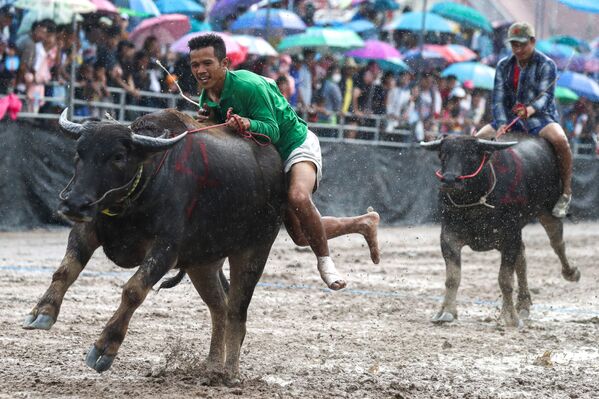 Participantes do festival anual de bisões em Chonburi, Tailândia - Sputnik Brasil