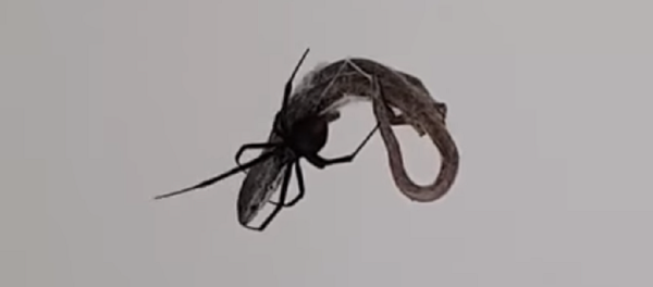 Quem se tornará comida, aranha gigantesca ou lagarto pequeno? - Sputnik Brasil