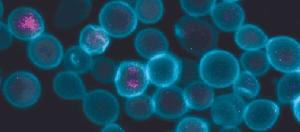 Células de leveduras com mitocôndrias produzidas artificialmente - Sputnik Brasil