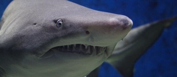 Tubarão (imagem referencial) - Sputnik Brasil