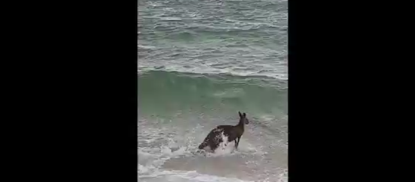 Canguru quis tomar banho de mar mas quase morreu afogado - Sputnik Brasil