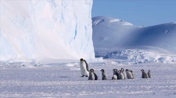 Pesquisadores encontram fóssil de espécie 'colossal' extinta na Antártica - Sputnik Brasil