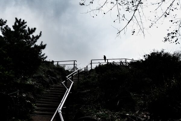 Parque do monte Hakone, um dos mais altos em Tóquio Parque do monte Hakone, um dos mais altos em Tóquio - Sputnik Brasil