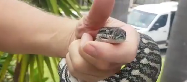 Píton encontrado sob o capô de carro na cidade australiana de Queensland - Sputnik Brasil