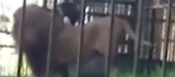 Homem bêbado chateia leão e acaba com braço rasgado (IMAGENS FORTES) - Sputnik Brasil