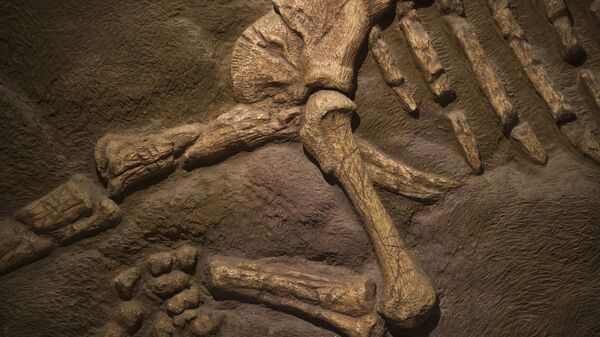 Fósseis de dinossauro (imagem referencial) - Sputnik Brasil