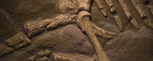 Fósseis de dinossauro (imagem referencial) - Sputnik Brasil