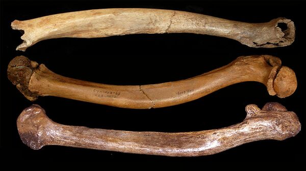 Ossadas de seres humanos da época de Plistoceno - Sputnik Brasil