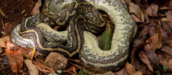 Píton (imagem referencial) - Sputnik Brasil