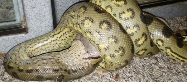 Anaconda devora lentamente sua presa - Sputnik Brasil