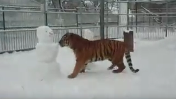 Jogo de inverno: felino selvagem 'luta' contra bonecos de neve - Sputnik Brasil