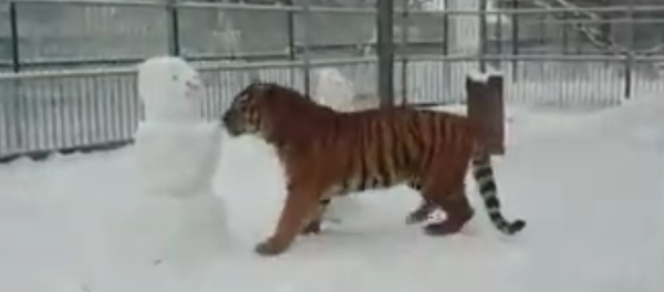 Jogo de inverno: felino selvagem 'luta' contra bonecos de neve Jogo de inverno: felino selvagem 'luta' contra bonecos de neve - Sputnik Brasil