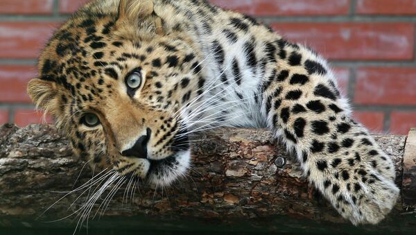 Leopardo em albergue de animais nas cercanias de Moscou (foto de arquivo) - Sputnik Brasil