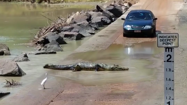 Crocodilo atravessa pista no Parque Nacional Kakadu, na Austrália - Sputnik Brasil
