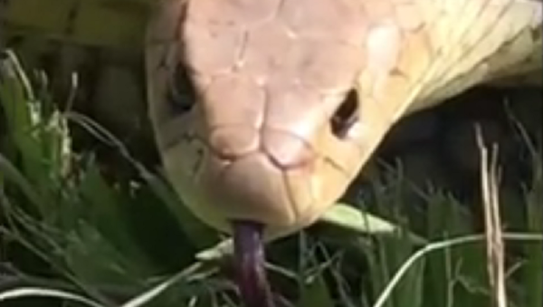 Cobra furiosa persegue 'paparazzo' na Austrália - Sputnik Brasil