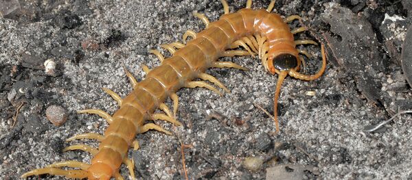 Centopeia (imagem referencial) - Sputnik Brasil