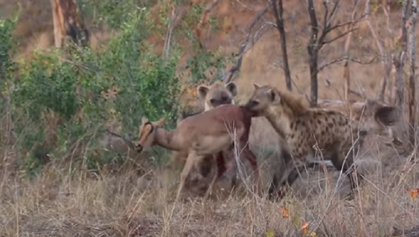 Impala é caçada por chitas, roubada por hienas e comida viva - Sputnik Brasil