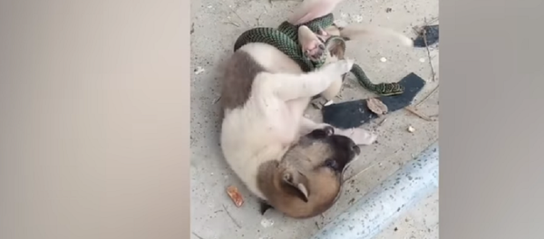 Cobra não aceita brincadeira e dá um nó no corpo de cãozinho - Sputnik Brasil