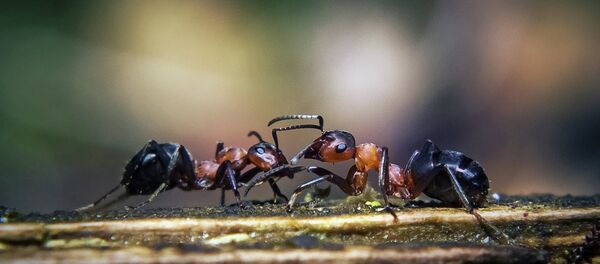 Formigas (imagem referencial) - Sputnik Brasil