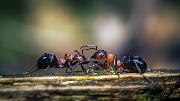Formigas (imagem referencial) - Sputnik Brasil