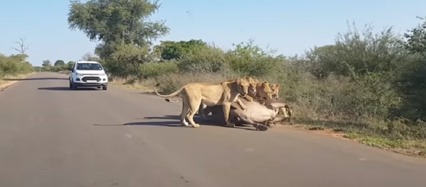 Lei da natureza: búfalo é comido vivo por grupo de leoas - Sputnik Brasil