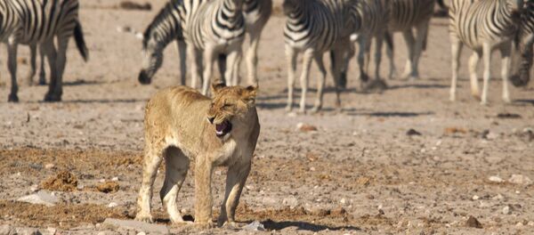 Leoa entre as zebras - Sputnik Brasil