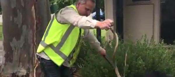 Serpentes gostam de vinho? Cobra venenosa tenta penetrar em vinícola - Sputnik Brasil