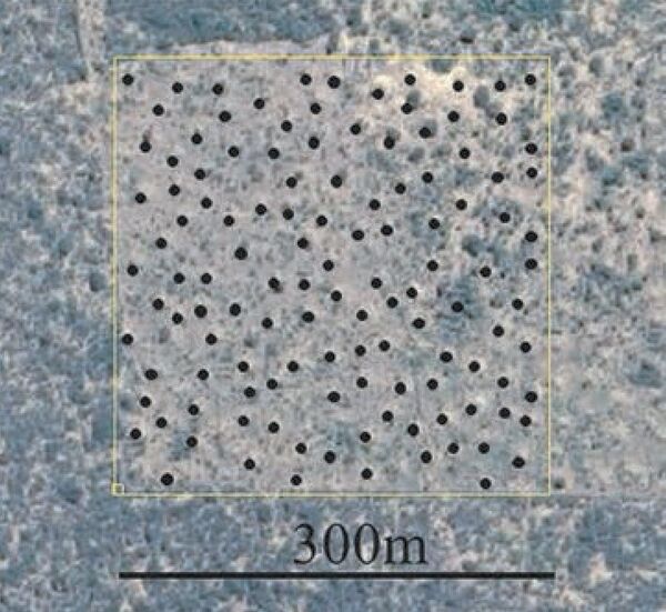 Foto dos cupinzeiros brasileiros feita a partir do espaço - Sputnik Brasil