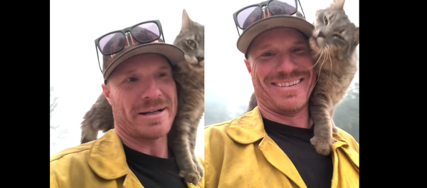 Gatinho faz carinho em bombeiro após ser retirado de incêndio na Califórnia - Sputnik Brasil