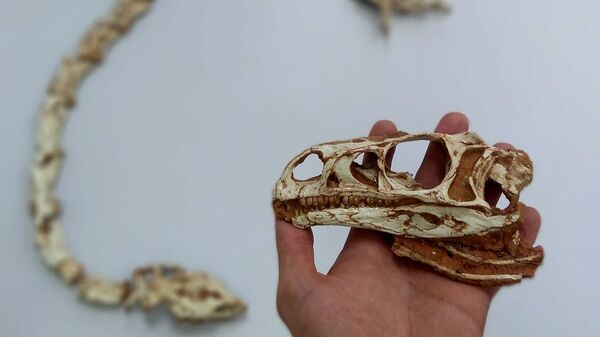 Fóssil do dinossauro de pescoço longo mais antigo do mundo é achado no Brasil, batizado de Macrocollum itaquii  - Sputnik Brasil