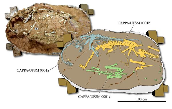 Bloco de pedra onde foi encontrado o Macrocollum itaquii, dinossauro de pescoço longo mais antigo do mundo  - Sputnik Brasil