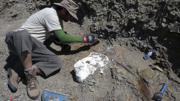 Equipe de campo durante escavações contendo o dinossauro Wendiceratops pinhornenis em Manyberries, Alberta, Canadá (imagem referencial) - Sputnik Brasil