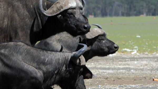 Manada de búfalos pastam em Nakuru, a 160 km de Nairobi, Quênia (foto de arquivo) - Sputnik Brasil