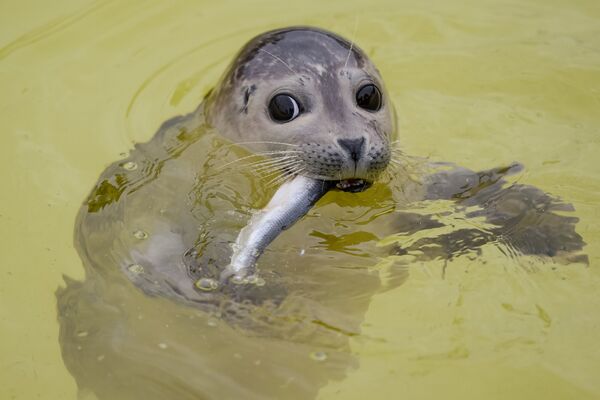 Filhote de foca-comum no abrigo alemão especializado Friedrichskoog, na Alemanha - Sputnik Brasil