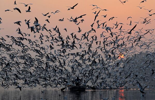 Homem dirige seu barco acompanhado por bando de gaivotas pelo rio Yamuna, em Nova Deli, na Índia - Sputnik Brasil