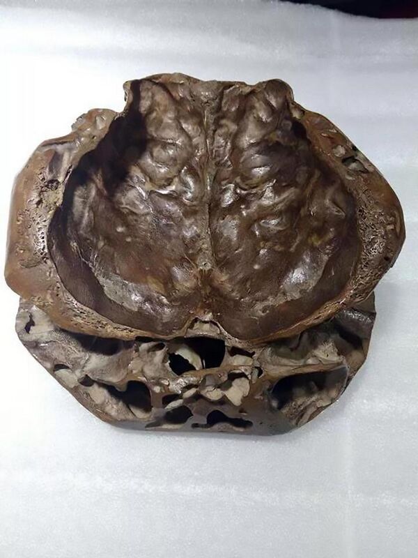 Alegado crânio alienígena pesquisado por Li Jianmin - Sputnik Brasil