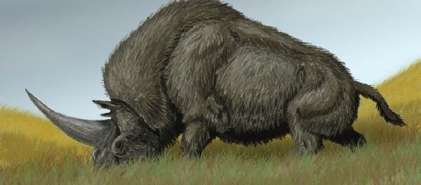 Elasmotherium sibiricum, conhecido como unicórnio siberiano - Sputnik Brasil