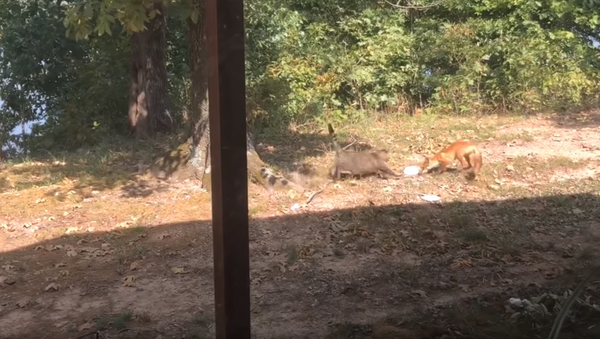 Gato briga com raposa que procura comida em quintal - Sputnik Brasil