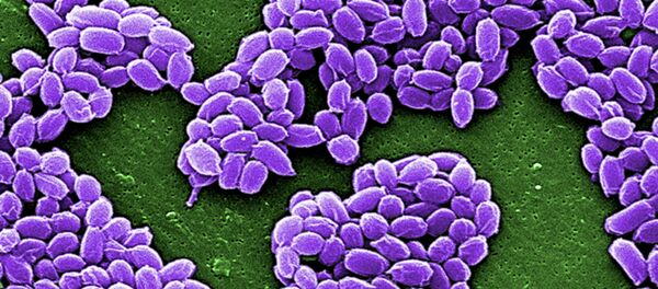 Esporos de antraz - Sputnik Brasil