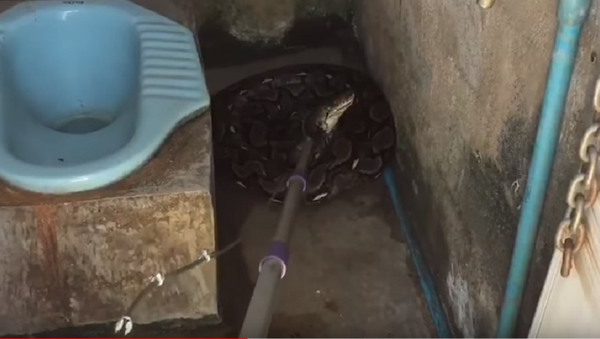 Píton de 4 metros assusta tailandesa dentro do sanitário - Sputnik Brasil