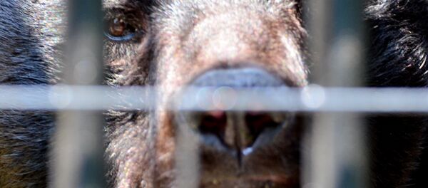 Urso-negro-asiático (imagem referencial) - Sputnik Brasil