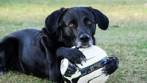 Cachorro com bola - Sputnik Brasil