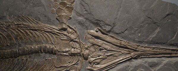Fóssil (imagem ilustrativa) Fóssil (imagem ilustrativa) - Sputnik Brasil