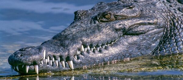 Crocodilo (imagem referencial) - Sputnik Brasil